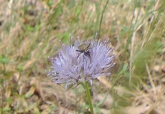 Closterotomus cinctipes