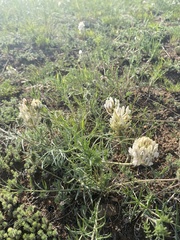 Oxytropis oxyphylla