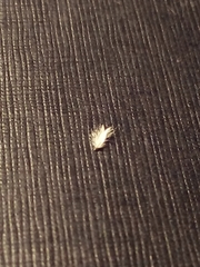 Alopecurus arundinaceus