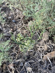 Vincetoxicum sibiricum