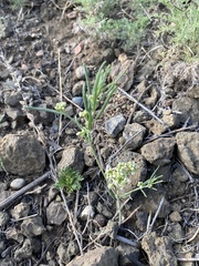 Vincetoxicum sibiricum