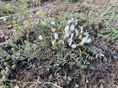 Astragalus scaberrimus
