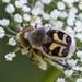 Eurasian Bee Beetle - Photo (c) Marcello Consolo, some rights reserved (CC BY-NC-SA)