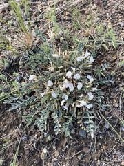 Astragalus scaberrimus