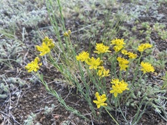 Haplophyllum dauricum