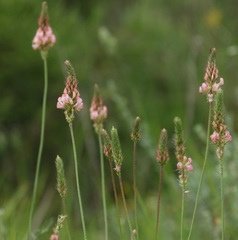 Onobrychis supina
