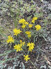 Haplophyllum dauricum