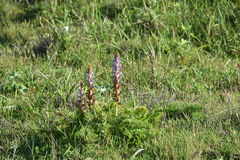 Orobanche coerulescens
