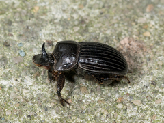Copris minutus