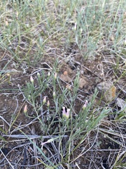 Convolvulus ammannii