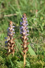 Orobanche coerulescens