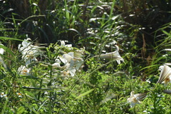 Lilium brownii