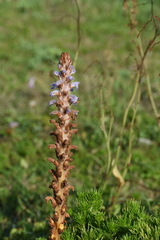 Orobanche coerulescens