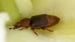 Caplothorax melanopterus