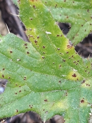 Puccinia cnici