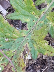 Puccinia cnici