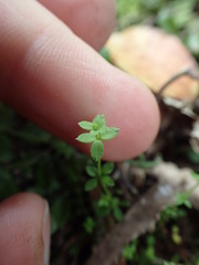 Galium propinquum