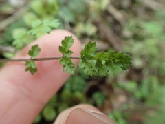 Chaerophyllum colensoi colensoi