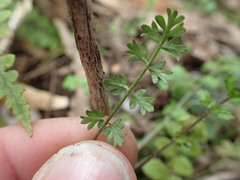 Chaerophyllum colensoi colensoi