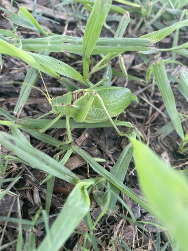 Central Texas leaf katydid