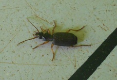 Dailodontus