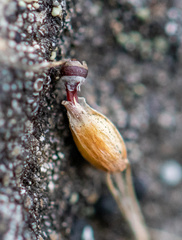 Misodendrum punctulatum