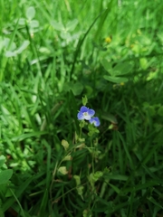Veronica persica