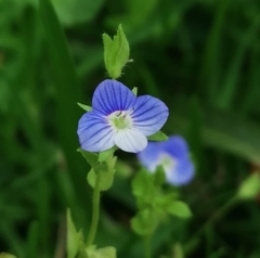 Veronica persica