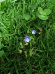 Veronica persica