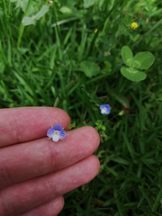 Veronica persica