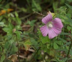 Malva punctata