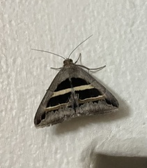 Grammodes geometrica