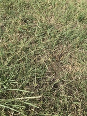 Chloris andropogonoides