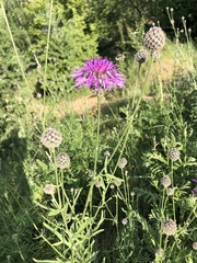 Centaurea scabiosa