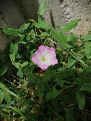 Convolvulus arvensis