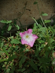 Convolvulus arvensis