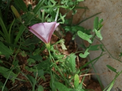 Convolvulus arvensis