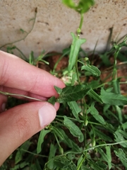 Convolvulus arvensis