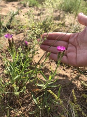 Dianthus chinensis