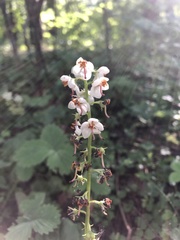 Pyrola rotundifolia