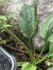 Plantago major