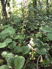 Pyrola rotundifolia