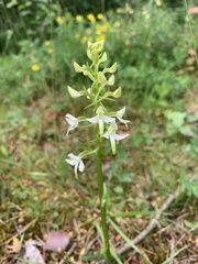 Platanthera bifolia