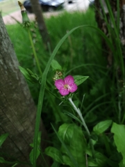 Oenothera rosea