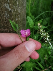 Oenothera rosea