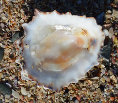 Scutellastra longicosta