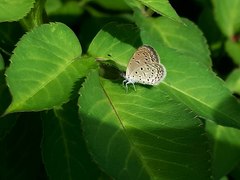 Zizula hylax pygmaea