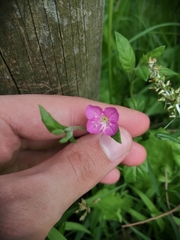Oenothera rosea