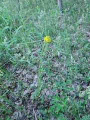 Erysimum marschallianum