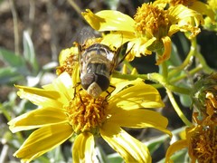 Copestylum apiciferum